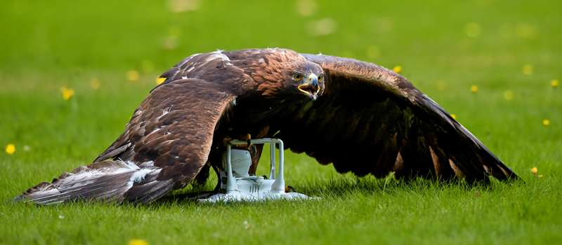 Risks-of-flying-drones-near-birds