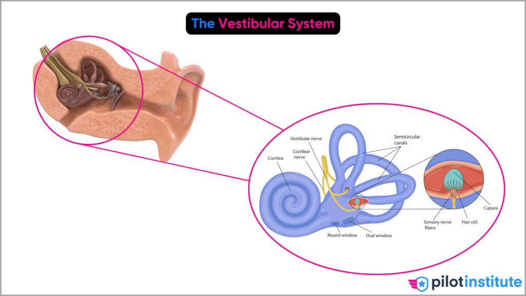 The Vestibular System